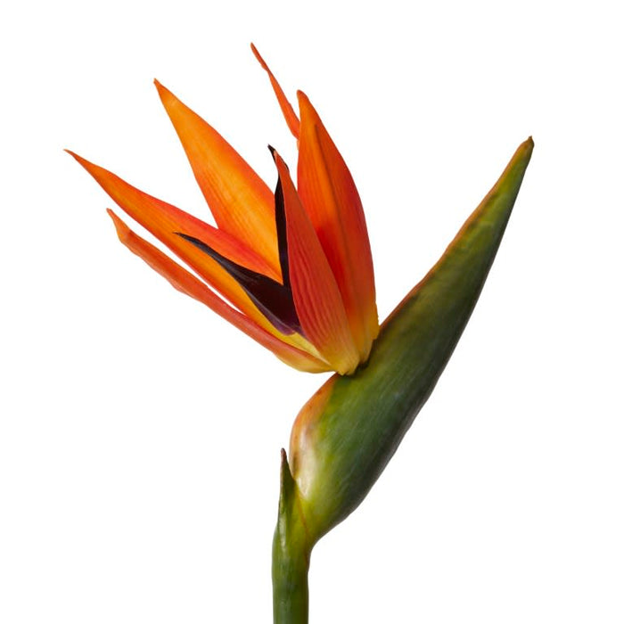 Bird of Paradise Stem Pack of 12 - Orange/Green, 100cm (H)