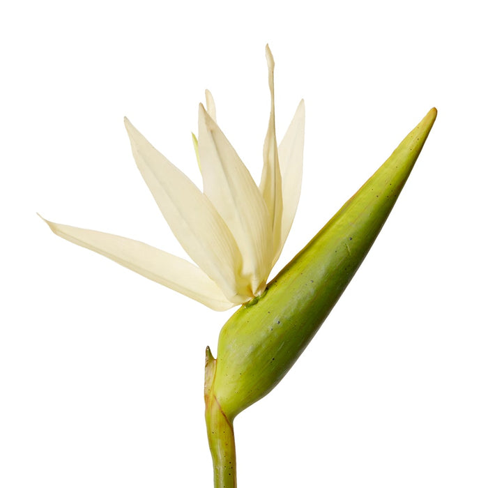 Bird of Paradise Stem Pack of 12 - White/Green, 100cm (H)