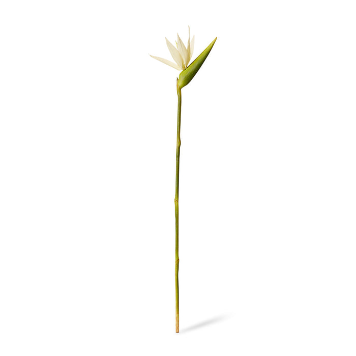 Bird of Paradise Stem Pack of 12 - White/Green, 100cm (H)