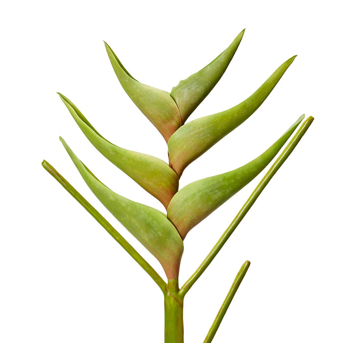 Heliconia Stem Pack of 12 - Green, 86cm (H)
