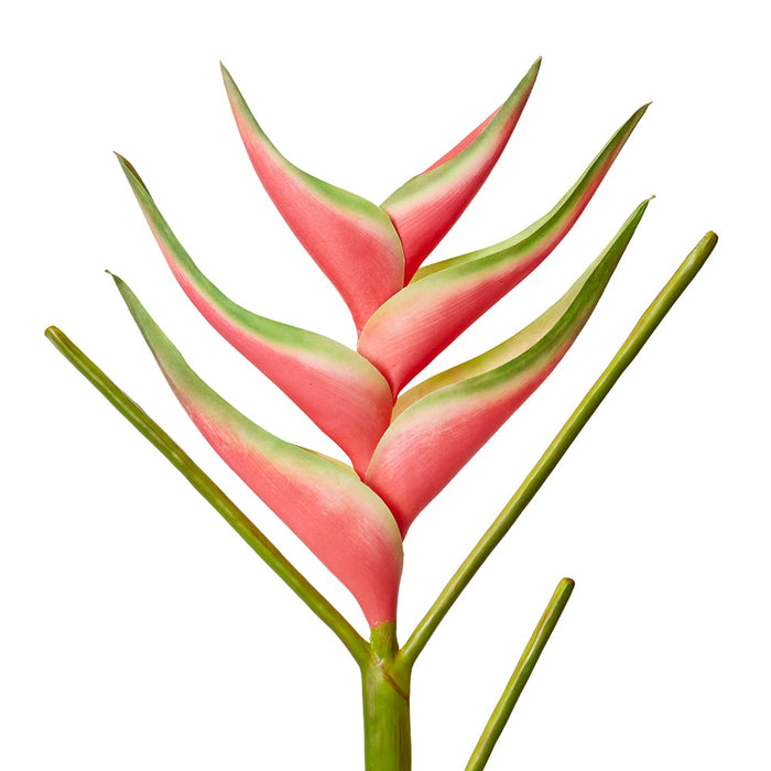 Heliconia Stem Pack of 12 - Green/Red, 86cm (H)