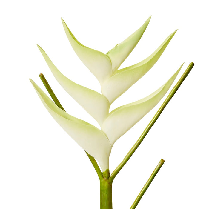 Heliconia Stem Pack of 12 - White/Green, 86cm (H)