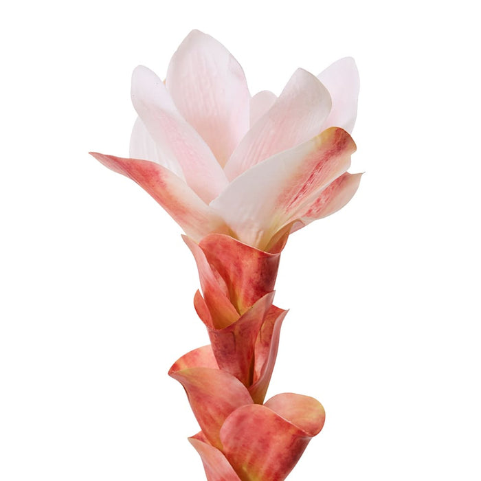 Ginger Flower Spray Pack of 12 - Pink, 84cm (H)