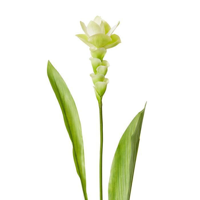 Ginger Flower Spray Pack of 12 - White/Green, 84cm (H)