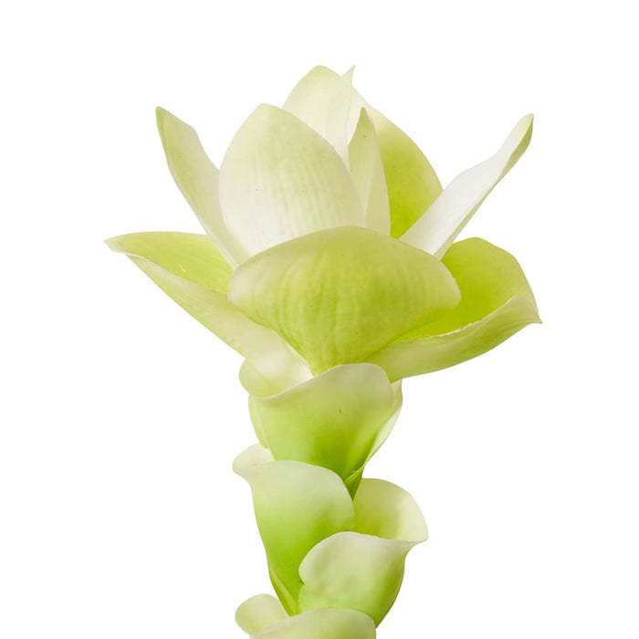 Ginger Flower Spray Pack of 12 - White/Green, 84cm (H)