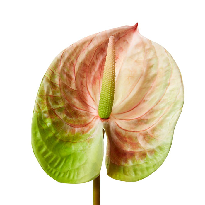 Anthurium Stem Pack of 12 - Pink, 70cm (H)