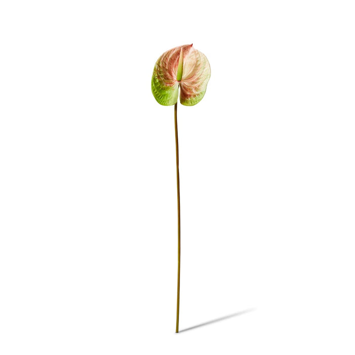 Anthurium Stem Pack of 12 - Pink, 70cm (H)