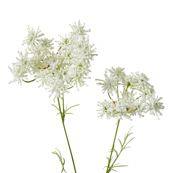 Queen Anne Lace Spray Pack Of 12 - White, 67cm (H)
