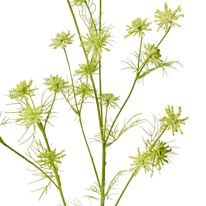 Queen Anne Lace Wild Spray Pack Of 12 - Light Green, 76cm (H)