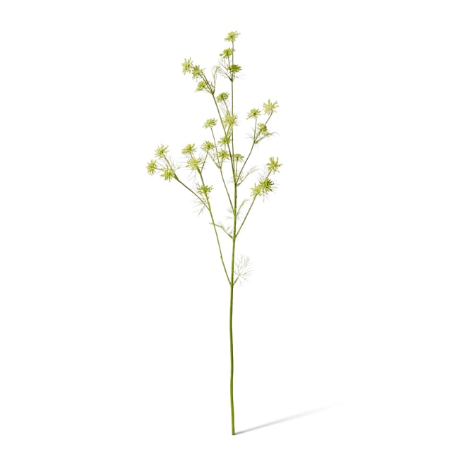 Queen Anne Lace Wild Spray Pack Of 12 - Light Green, 76cm (H)