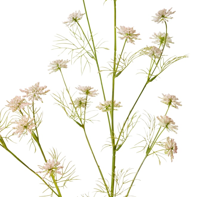 Queen Anne Lace Wild Spray Pack Of 12 - Soft Pink, 76cm (H)