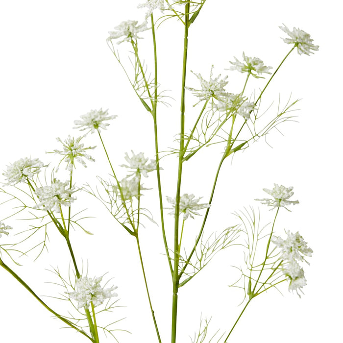 Queen Anne Lace Wild Spray Pack of 12 - White, 76cm (H)