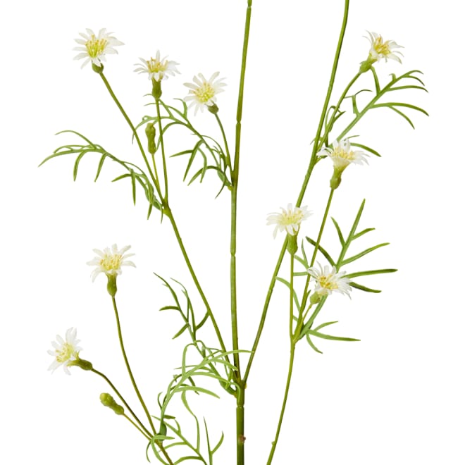 Campanula Spray Pack Of 12 - White, 70cm (H)