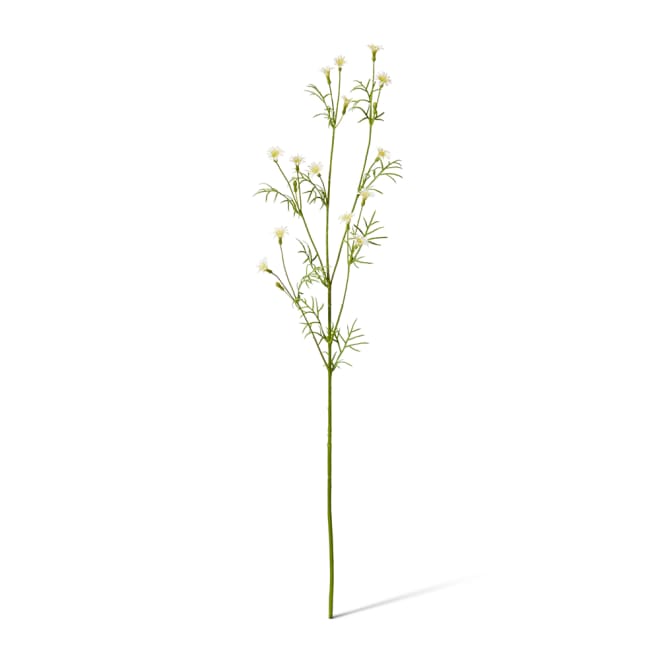 Campanula Spray Pack Of 12 - White, 70cm (H)