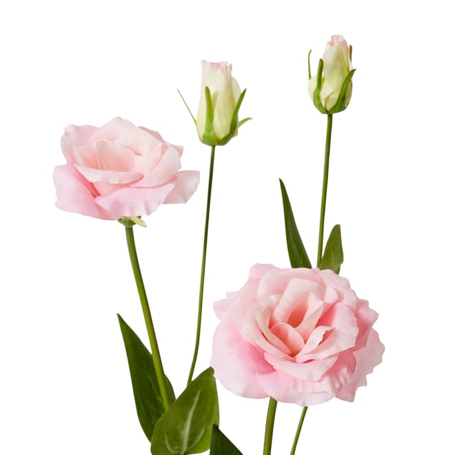 Lisianthus Spray Pack Of 12 - Pink, 67cm (H)