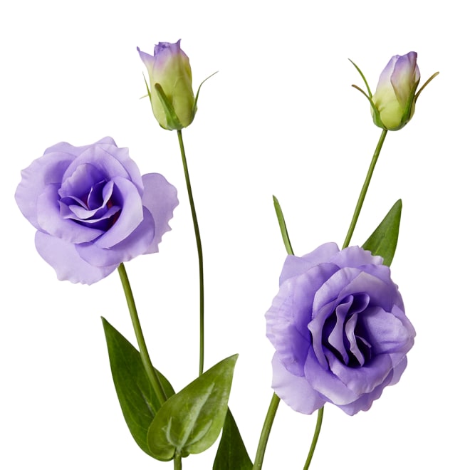 Lisianthus Spray Pack Of 12 - Purple, 67cm (H)