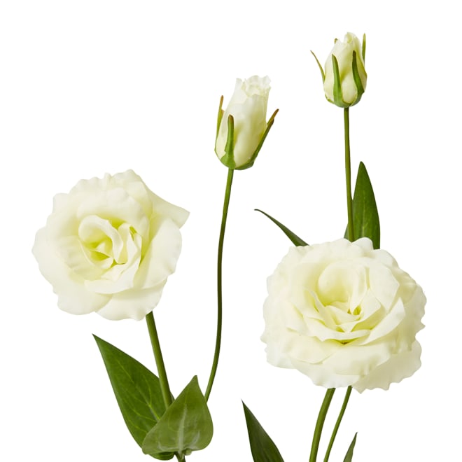 Lisianthus Spray Pack Of 12 - Soft Yellow, 67cm (H)