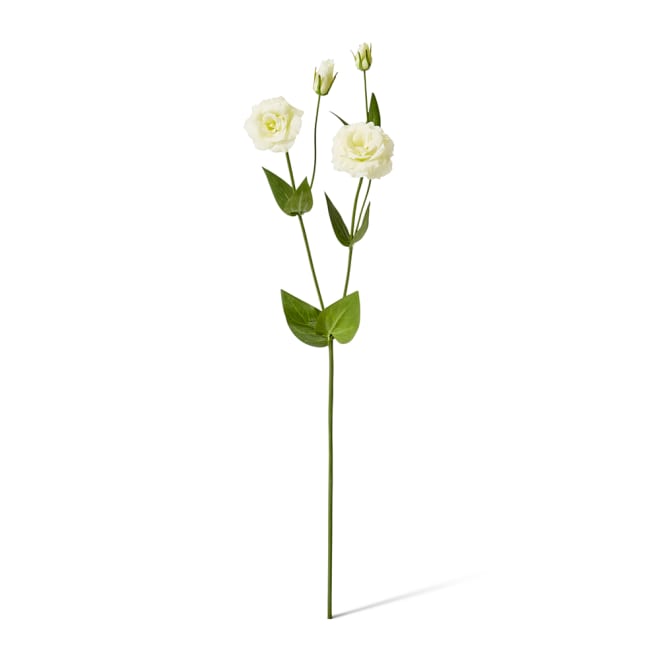 Lisianthus Spray Pack Of 12 - Soft Yellow, 67cm (H)