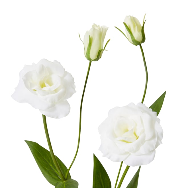 Lisianthus Spray Pack Of 12 - White, 67cm (H)