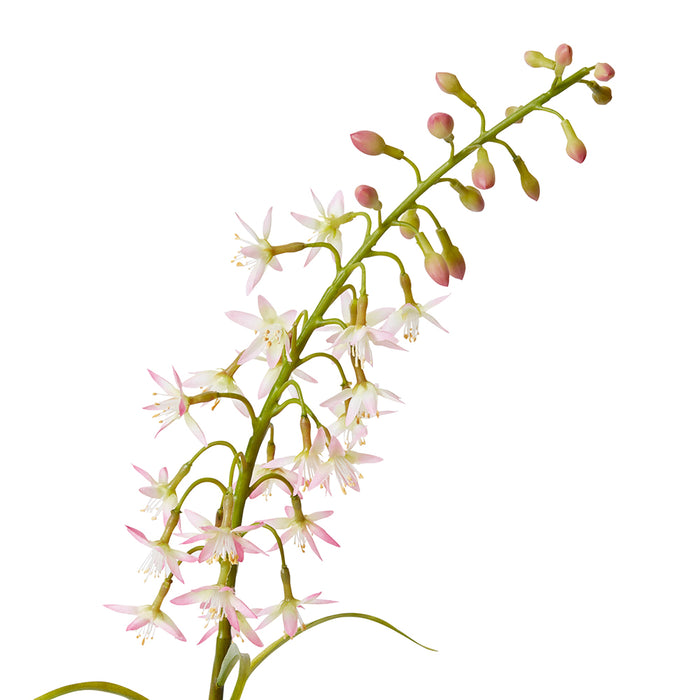 Delphinium Mini Stem Pack Of 12 - Pink, 70cm (H)