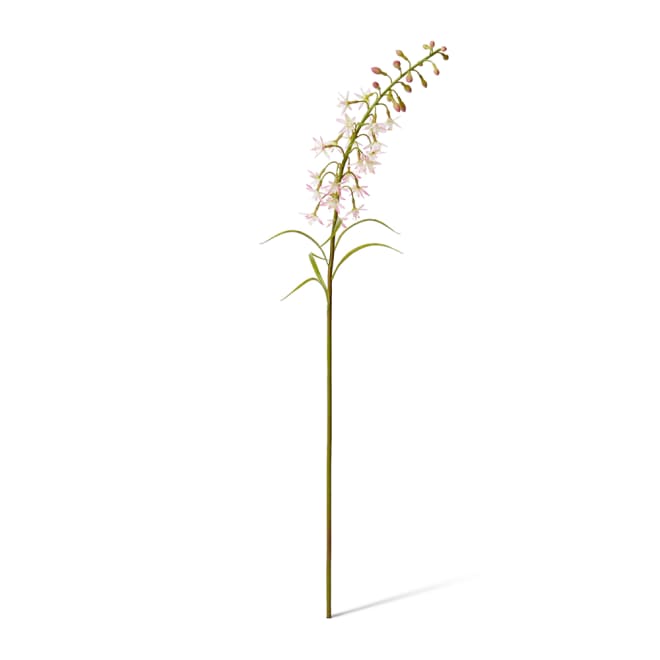 Delphinium Mini Stem Pack Of 12 - Pink, 70cm (H)