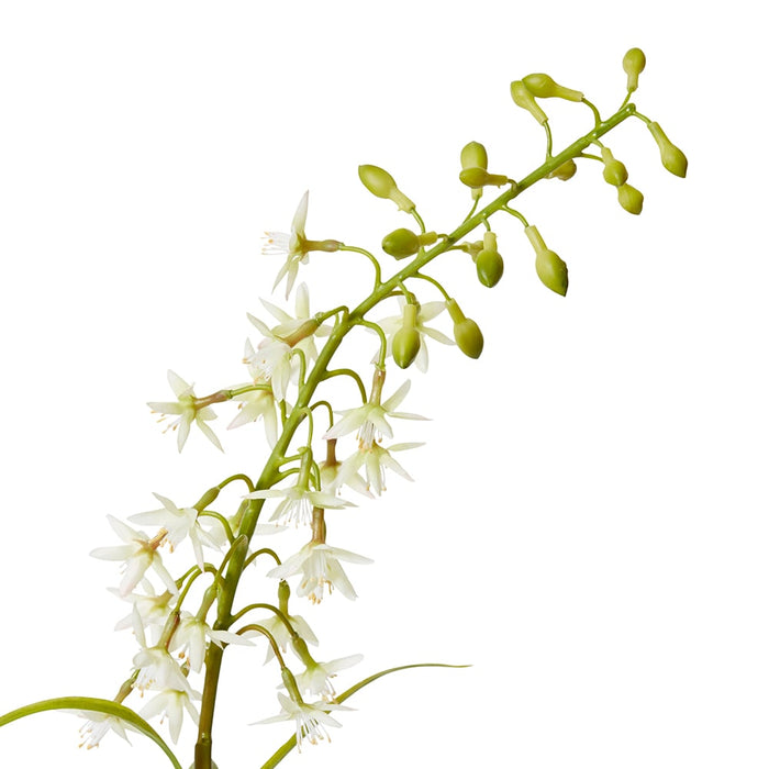 Delphinium Mini Stem Pack of 12 - White, 70cm (H)