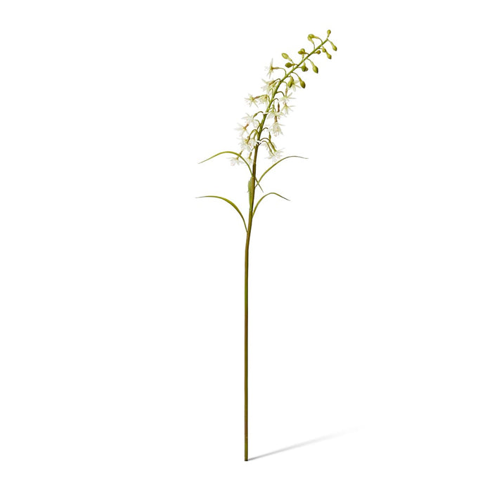Delphinium Mini Stem Pack of 12 - White, 70cm (H)