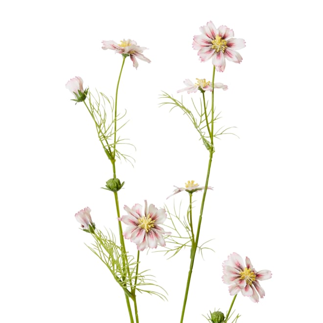 Cosmos Spray Pack Of 12 - Pink, 63cm (H)