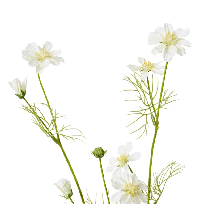 Cosmos Spray Pack Of 12 - White, 63cm (H)