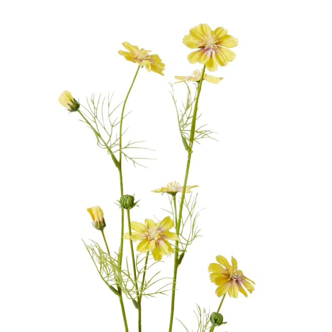 Cosmos Spray Pack Of 12 - Yellow, 63cm (H)