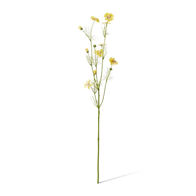Cosmos Spray Pack Of 12 - Yellow, 63cm (H)