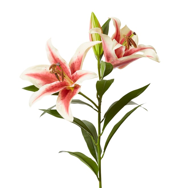 Lily Tiger Spray Pack Of 6 - Dark Pink, 95cm (H)