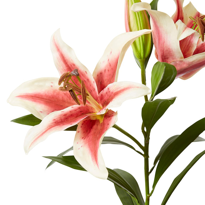 Lily Tiger Spray Pack Of 6 - Dark Pink, 95cm (H)