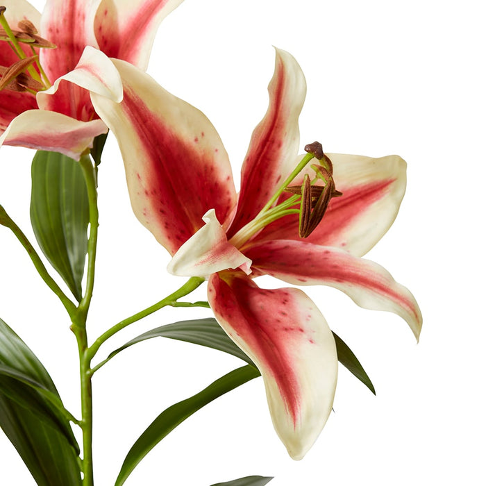 Lily Tiger Spray Pack Of 6 - Dark Pink, 95cm (H)