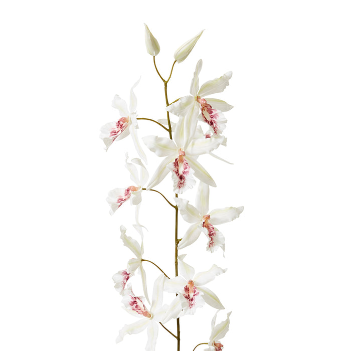 Orchid Oncidium Stem Pack Of 6 - White, 109cm (H)