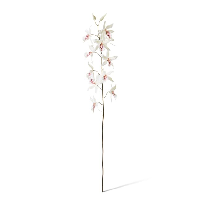 Orchid Oncidium Stem Pack Of 6 - White, 109cm (H)
