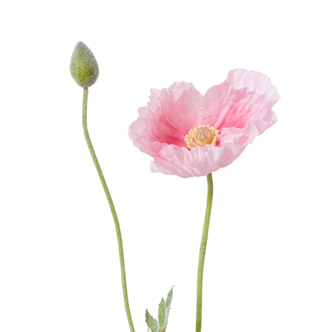 Poppy Spray Pack Of 12 - Pink, 61cm (H)