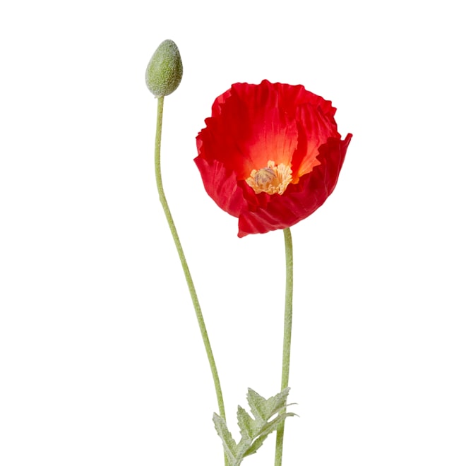 Poppy Spray Pack Of 12 - Red, 61cm (H)