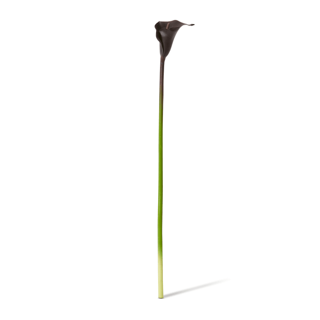 Lily Calla Stem Pack Of 12 - Burgundy, 81cm (H)