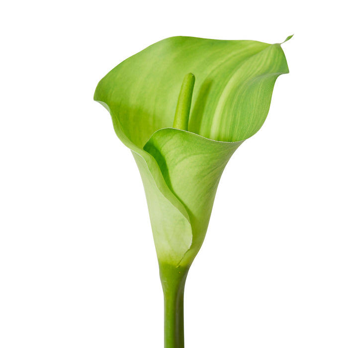 Lily Calla Stem Pack Of 12 - Green, 81cm (H)