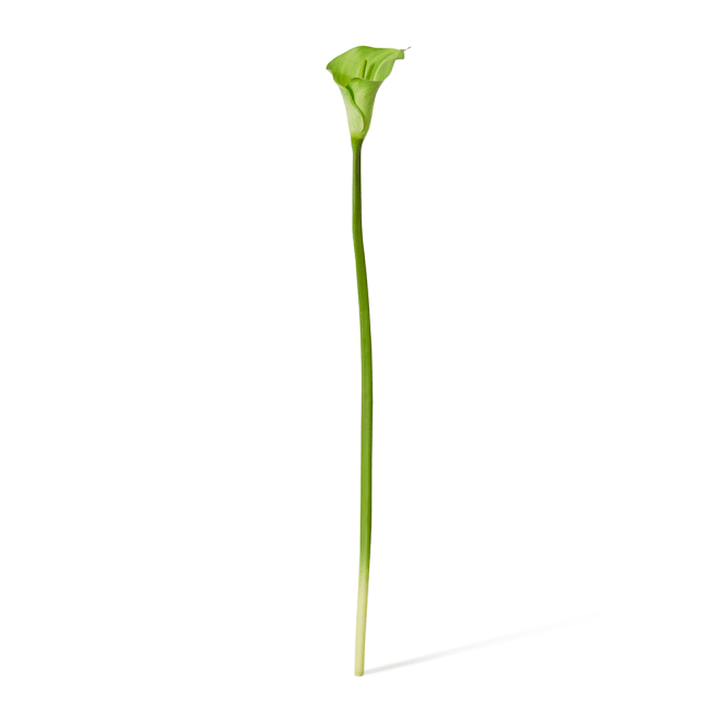 Lily Calla Stem Pack Of 12 - Green, 81cm (H)