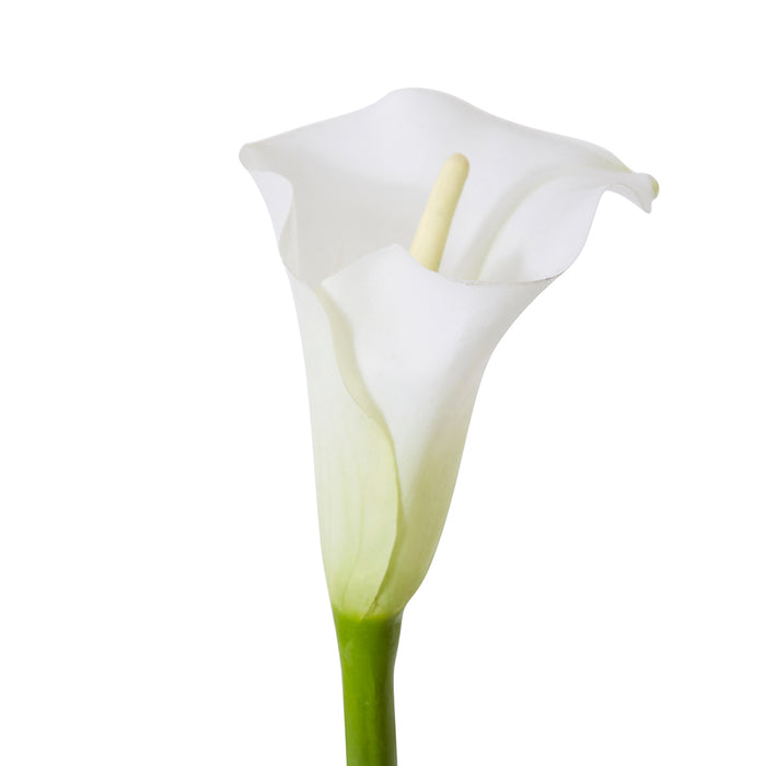 Lily Calla Stem Pack Of 12 - White, 81cm (H)