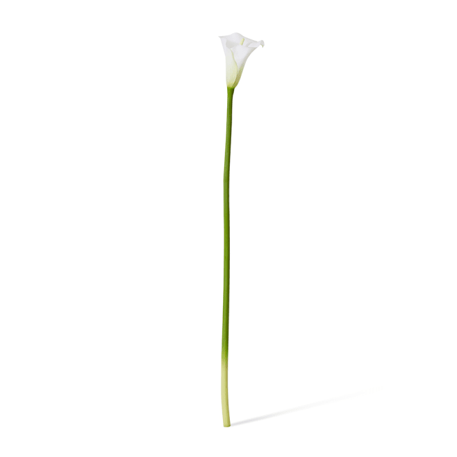 Lily Calla Stem Pack Of 12 - White, 81cm (H)