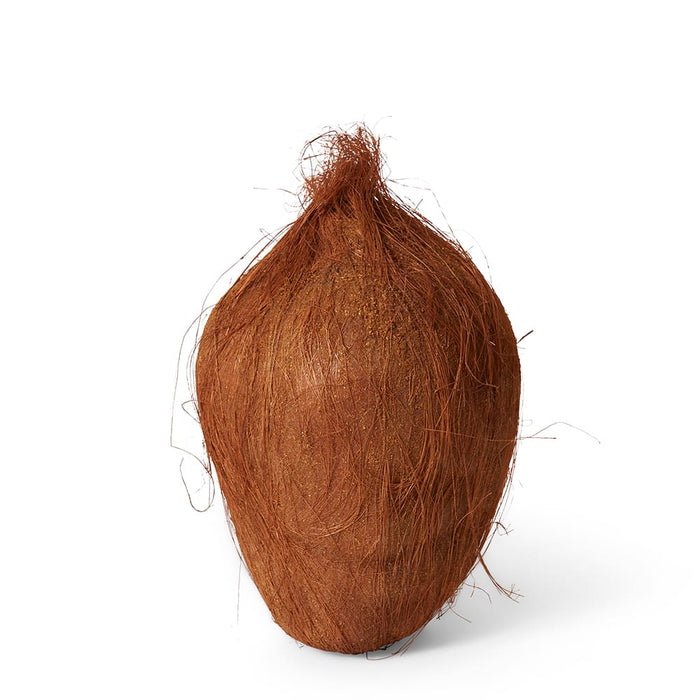 Coconut Pack of 6 - Brown, 14cm (H)