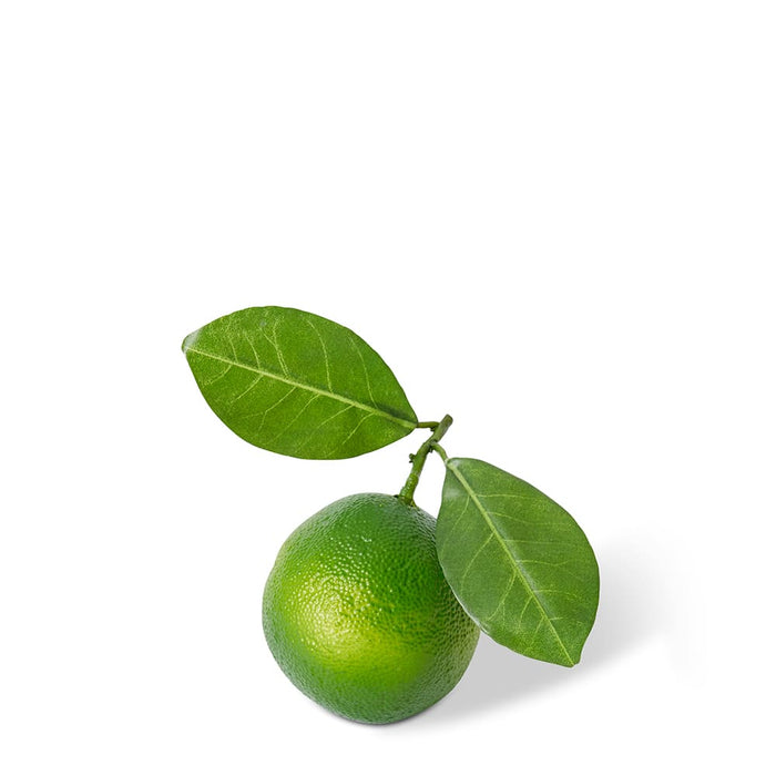 Lime Twig Pack of 12 - Green, 8cm (H)