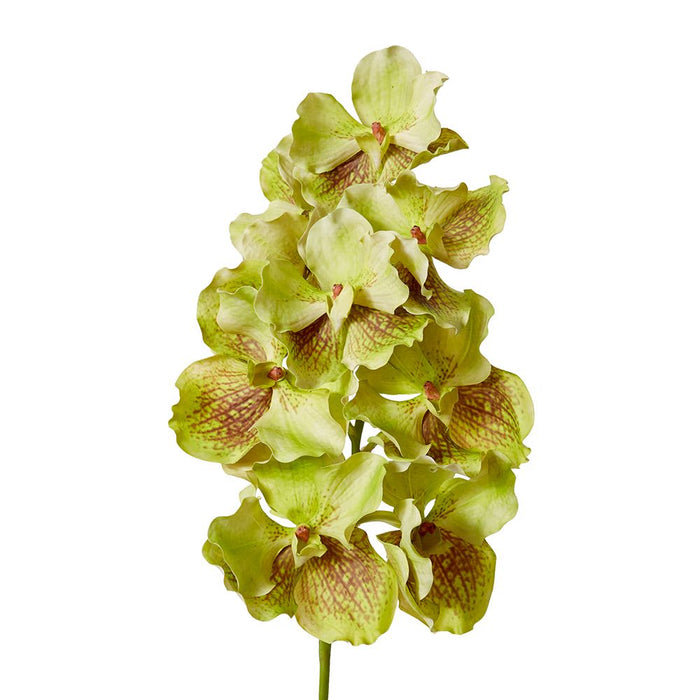 Vanda Grand Orchid Pack of 8 - Green Brown, 71cm (H)