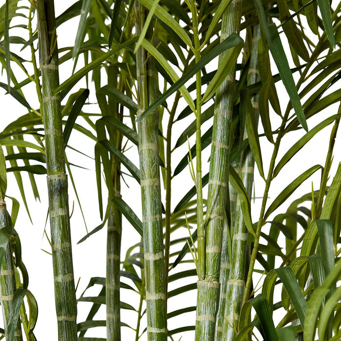 Cane Palm - Green, 270cm (H)