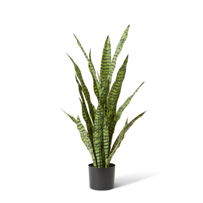 Sanseveria Plant - Green, 90cm (H)