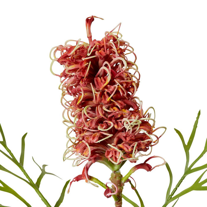 Grevillia Flower Sm Stem Pack of 12 - Red, 76cm (H)