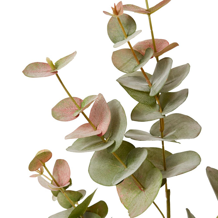 Eucalyptus Spray Pack of 12 - Green Pink, 86cm (H)